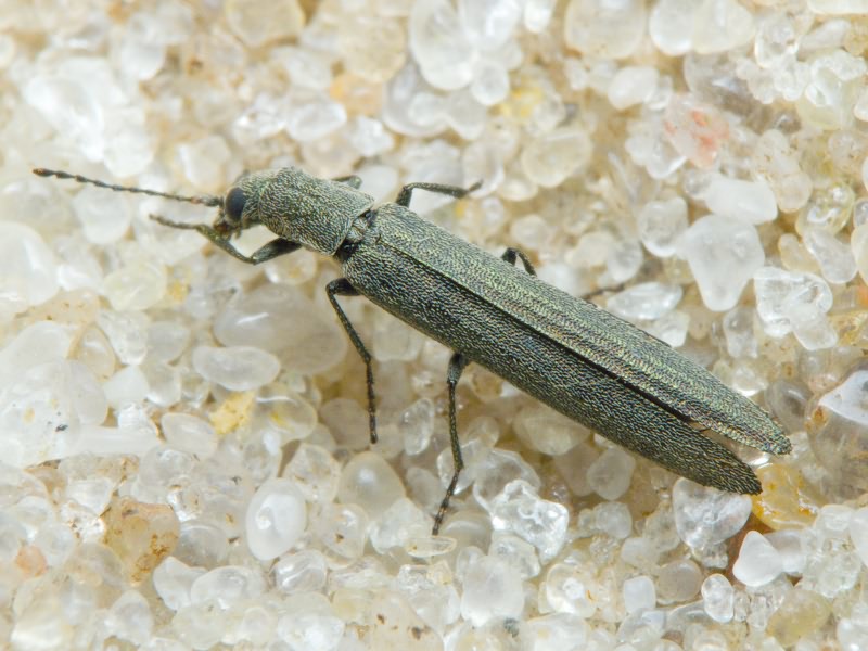 Dolichosoma lineare (Rossi, 1792)